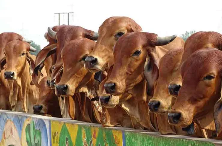 Dharma Krishi farm — indigenous Gir and Sahiwal cows